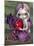 Valentine Dragon-Jasmine Becket-Griffith-Mounted Art Print