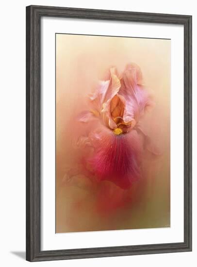 Valentine Iris-Jai Johnson-Framed Giclee Print