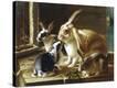 Stretched Canvas Print
