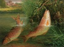 Trout at Winchester-Valentine Thomas Garland-Premier Image Canvas