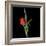 Valentine Where Are You? - Red Tulip-Magda Indigo-Framed Photographic Print