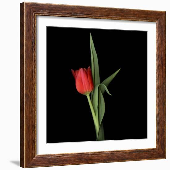 Valentine Where Are You? - Red Tulip-Magda Indigo-Framed Photographic Print