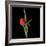 Valentine Where Are You? - Red Tulip-Magda Indigo-Framed Photographic Print