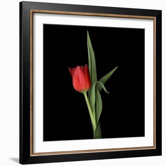 Valentine Where Are You? - Red Tulip-Magda Indigo-Framed Photographic Print