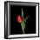 Valentine Where Are You? - Red Tulip-Magda Indigo-Framed Photographic Print