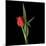 Valentine Where Are You? - Red Tulip-Magda Indigo-Mounted Photographic Print