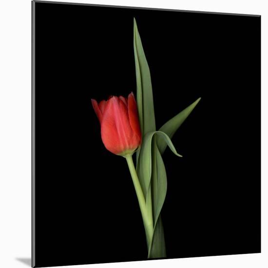 Valentine Where Are You? - Red Tulip-Magda Indigo-Mounted Photographic Print