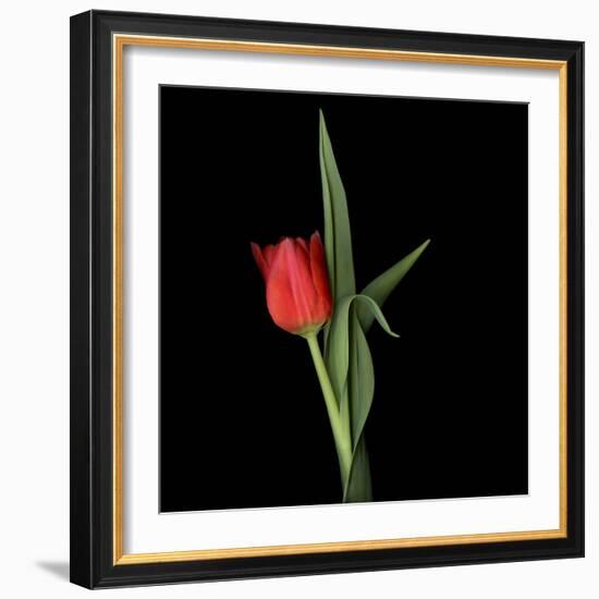 Valentine Where Are You? - Red Tulip-Magda Indigo-Framed Photographic Print