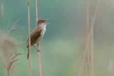 The Singer of the Reed-Valentino Alessandro-Mounted Photographic Print