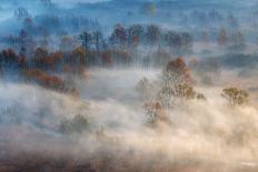 Trees in the Early Morning Fog-Valentino Alessandro-Mounted Photographic Print