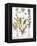 Valerian Flowers, 1613-Besler Basilius-Framed Premier Image Canvas