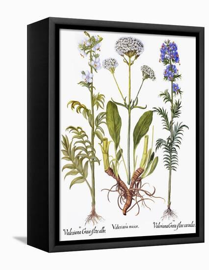 Valerian Flowers, 1613-Besler Basilius-Framed Premier Image Canvas