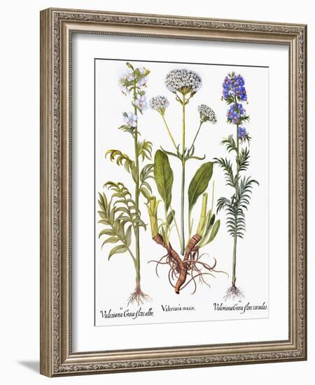 Valerian Flowers, 1613-Besler Basilius-Framed Giclee Print