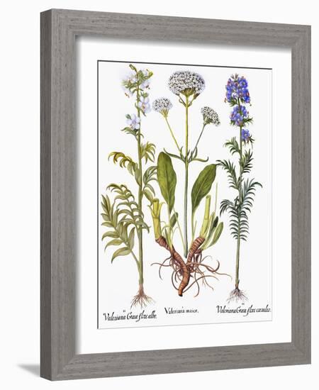 Valerian Flowers, 1613-Besler Basilius-Framed Giclee Print