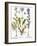 Valerian Flowers, 1613-Besler Basilius-Framed Giclee Print