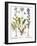 Valerian Flowers, 1613-Besler Basilius-Framed Giclee Print