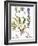 Valerian Flowers, 1613-Besler Basilius-Framed Giclee Print