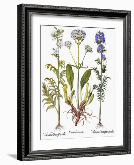 Valerian Flowers, 1613-Besler Basilius-Framed Giclee Print