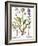 Valerian Flowers, 1613-Besler Basilius-Framed Giclee Print