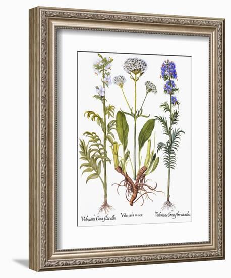 Valerian Flowers, 1613-Besler Basilius-Framed Giclee Print