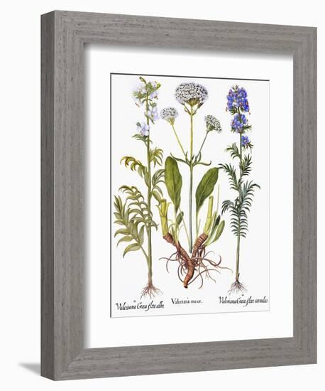 Valerian Flowers, 1613-Besler Basilius-Framed Giclee Print