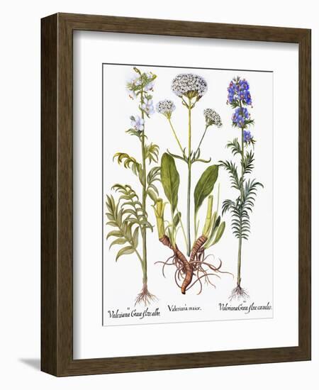 Valerian Flowers, 1613-Besler Basilius-Framed Giclee Print