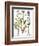 Valerian Flowers, 1613-Besler Basilius-Framed Giclee Print