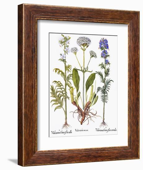 Valerian Flowers, 1613-Besler Basilius-Framed Giclee Print