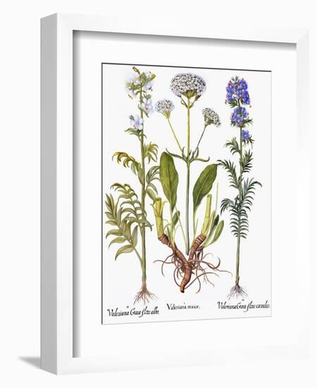 Valerian Flowers, 1613-Besler Basilius-Framed Giclee Print