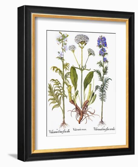 Valerian Flowers, 1613-Besler Basilius-Framed Giclee Print