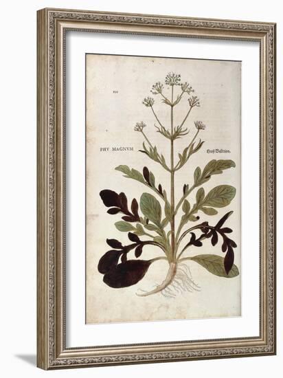 Valerian - Valeriana Officinalis (Phu Magnum) by Leonhart Fuchs from De Historia Stirpium Commentar-null-Framed Giclee Print