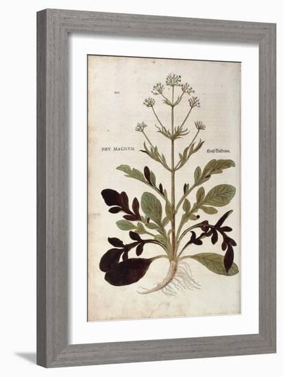 Valerian - Valeriana Officinalis (Phu Magnum) by Leonhart Fuchs from De Historia Stirpium Commentar-null-Framed Giclee Print