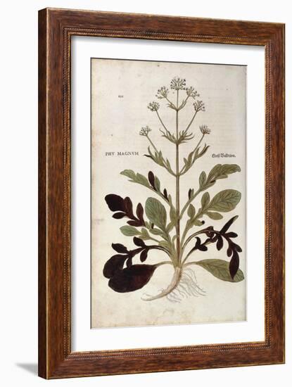 Valerian - Valeriana Officinalis (Phu Magnum) by Leonhart Fuchs from De Historia Stirpium Commentar-null-Framed Giclee Print