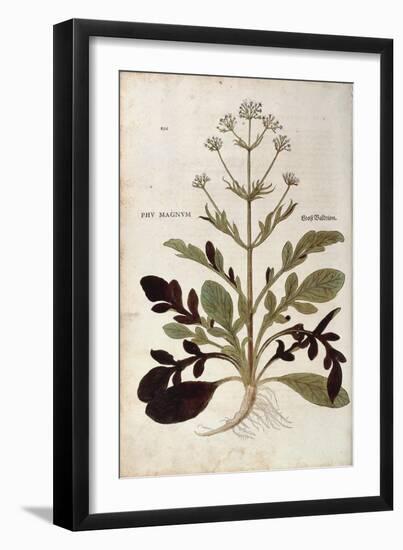 Valerian - Valeriana Officinalis (Phu Magnum) by Leonhart Fuchs from De Historia Stirpium Commentar-null-Framed Giclee Print