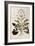 Valerian - Valeriana Officinalis (Phu Magnum) by Leonhart Fuchs from De Historia Stirpium Commentar-null-Framed Giclee Print