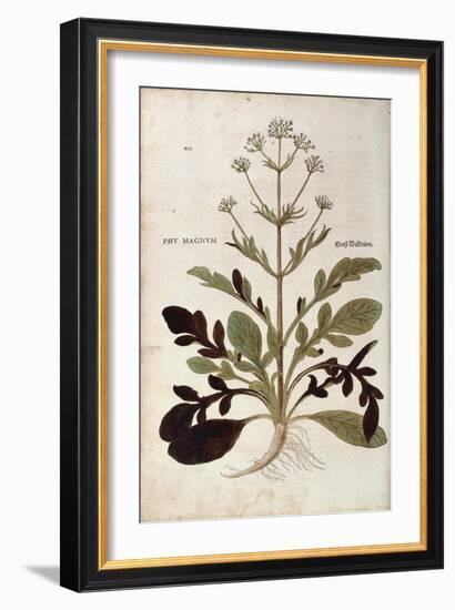 Valerian - Valeriana Officinalis (Phu Magnum) by Leonhart Fuchs from De Historia Stirpium Commentar-null-Framed Giclee Print