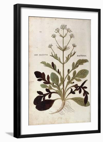 Valerian - Valeriana Officinalis (Phu Magnum) by Leonhart Fuchs from De Historia Stirpium Commentar-null-Framed Giclee Print