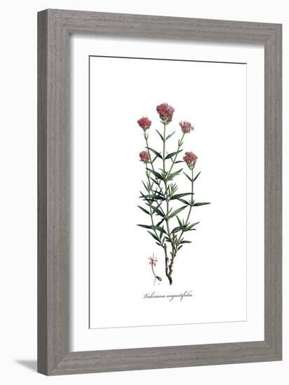 Valeriana angustifolia, Flora Graeca-Ferdinand Bauer-Framed Giclee Print