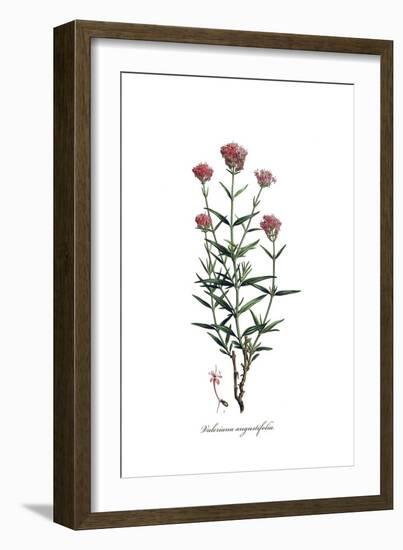 Valeriana angustifolia, Flora Graeca-Ferdinand Bauer-Framed Giclee Print