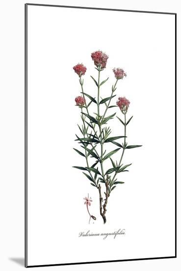 Valeriana angustifolia, Flora Graeca-Ferdinand Bauer-Mounted Giclee Print