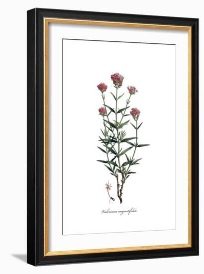 Valeriana angustifolia, Flora Graeca-Ferdinand Bauer-Framed Giclee Print