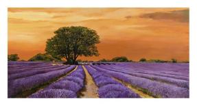 Campo di lavanda-Valerio Sella-Art Print