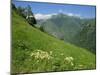 Vallee D'Aspe, Bearn, Pyrenees Atlantique, Aquitaine, France, Europe-David Hughes-Mounted Photographic Print