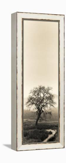 Valley Oak Tree-Alan Blaustein-Framed Premier Image Canvas