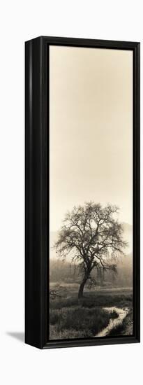 Valley Oak Tree-Alan Blaustein-Framed Premier Image Canvas