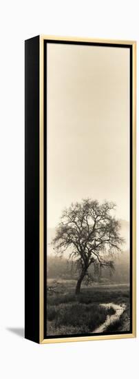 Valley Oak Tree-Alan Blaustein-Framed Premier Image Canvas