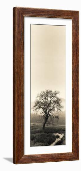 Valley Oak Tree-Alan Blaustein-Framed Photographic Print