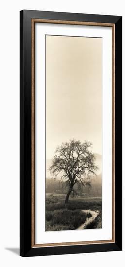 Valley Oak Tree-Alan Blaustein-Framed Photographic Print