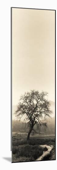 Valley Oak Tree-Alan Blaustein-Mounted Photographic Print