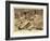 Valley of the Kings, Tut's Tomb-null-Framed Art Print